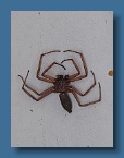 98 Aussie Spider